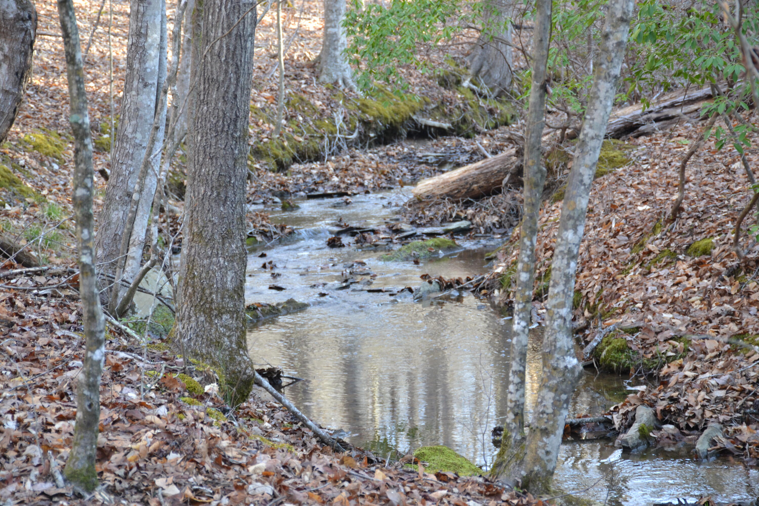 15796 East Gretna Road Gretna, VA 24557 - Photo 43 of 63 a view of a dry yard with lots of trees