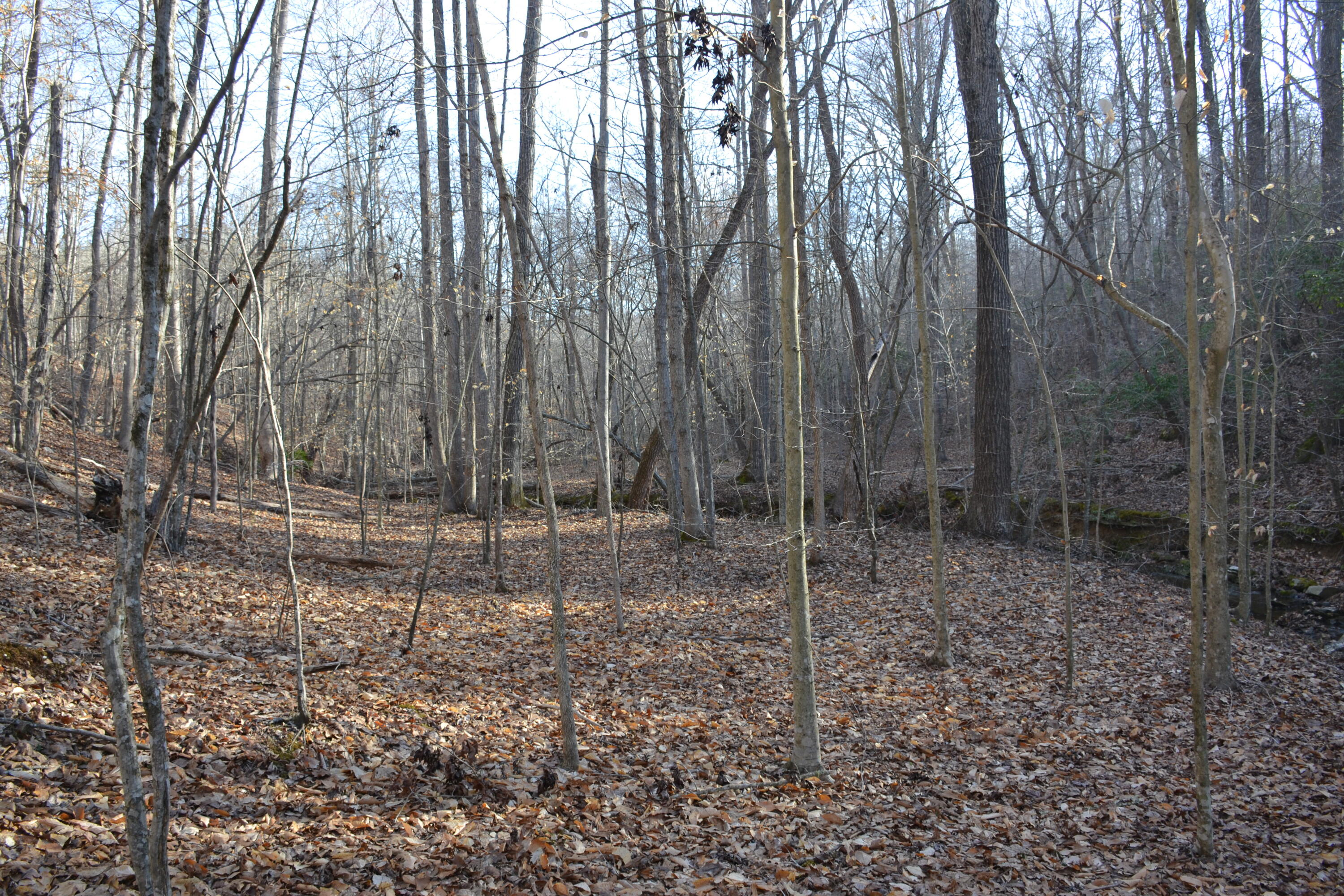 15796 East Gretna Road Gretna, VA 24557 - Photo 44 of 63 a backyard of a house with lots of green space