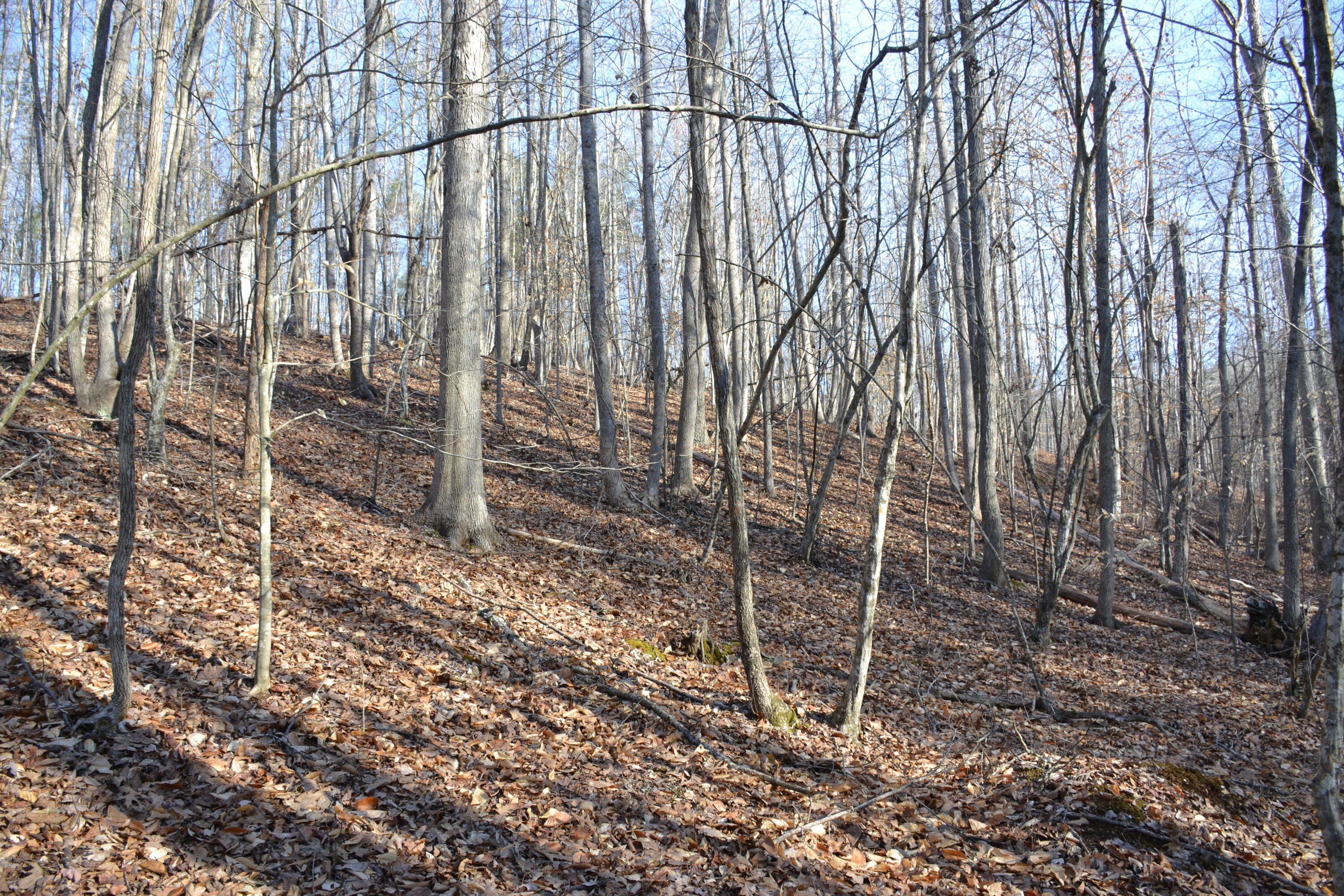 15796 East Gretna Road Gretna, VA 24557 - Photo 45 of 63 a view of a backyard