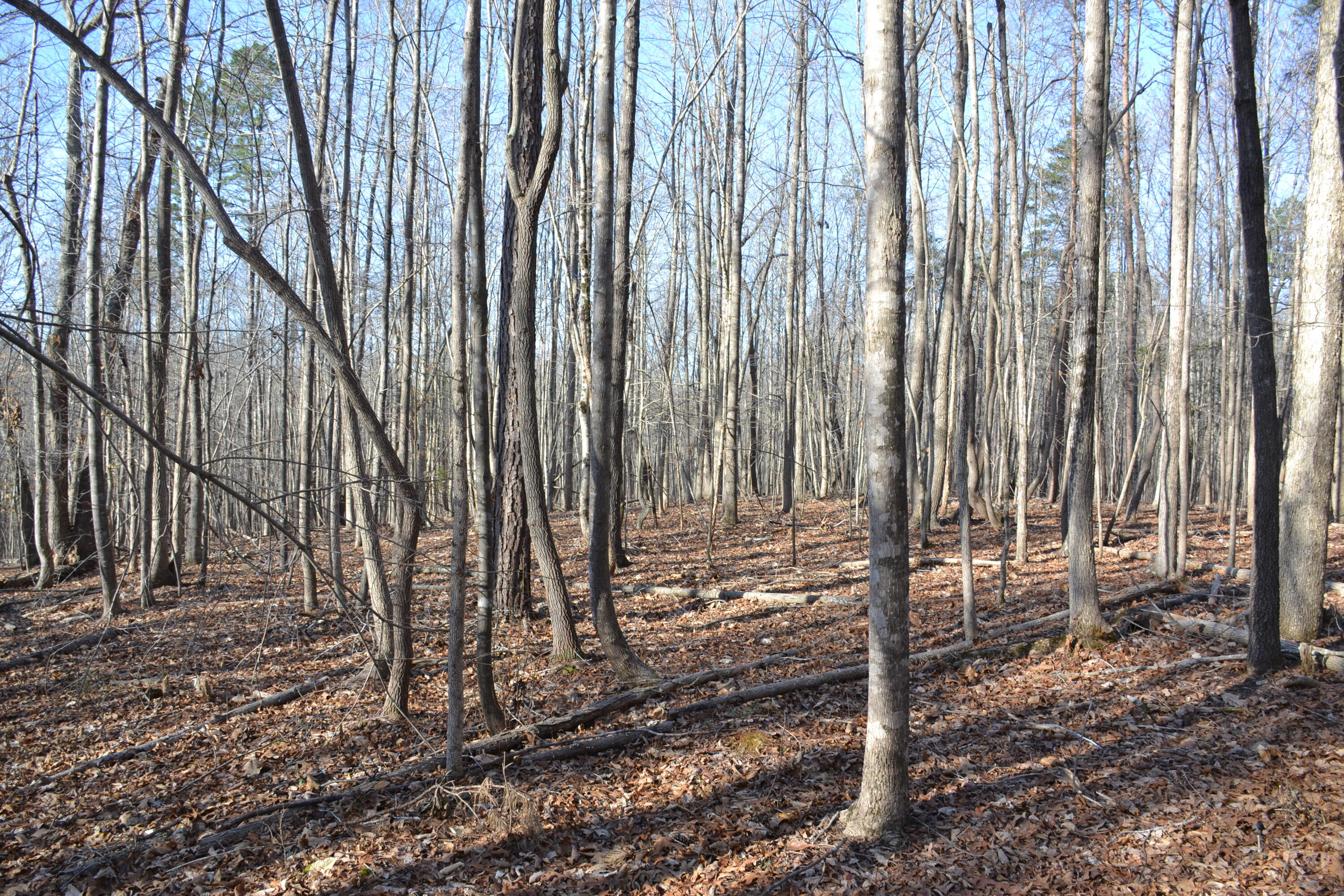 15796 East Gretna Road Gretna, VA 24557 - Photo 46 of 63 a view of a backyard