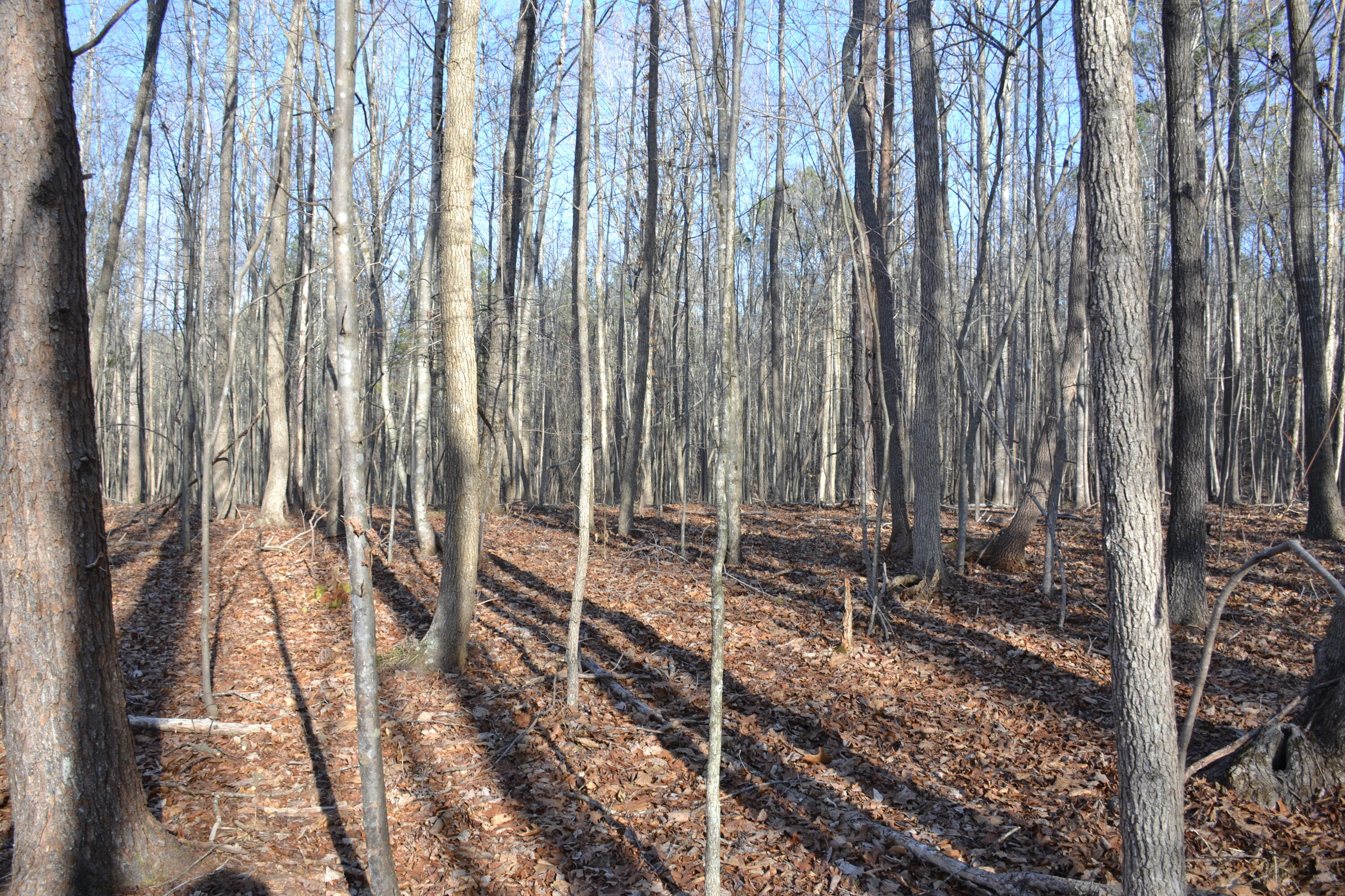 15796 East Gretna Road Gretna, VA 24557 - Photo 47 of 63 DSC_0038