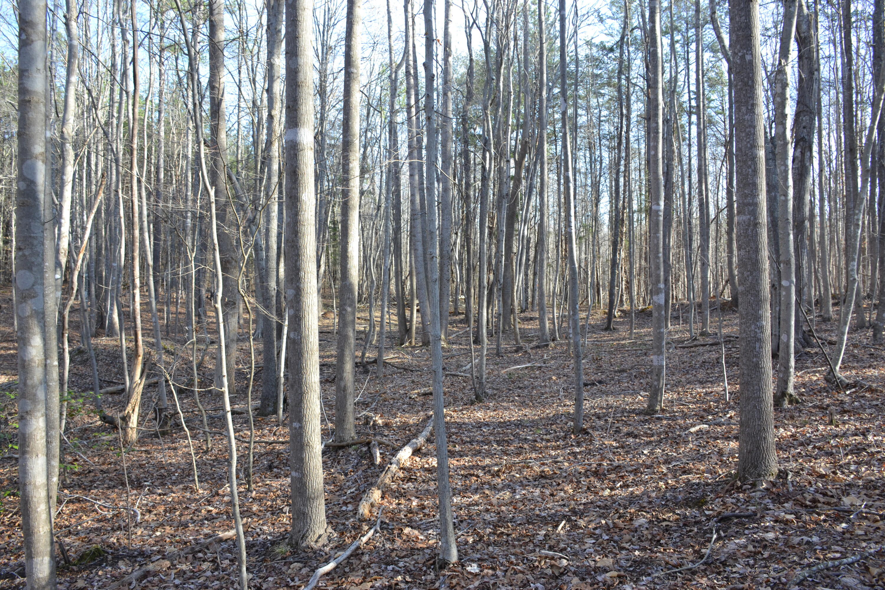 15796 East Gretna Road Gretna, VA 24557 - Photo 50 of 63 a view of wooden room with a door
