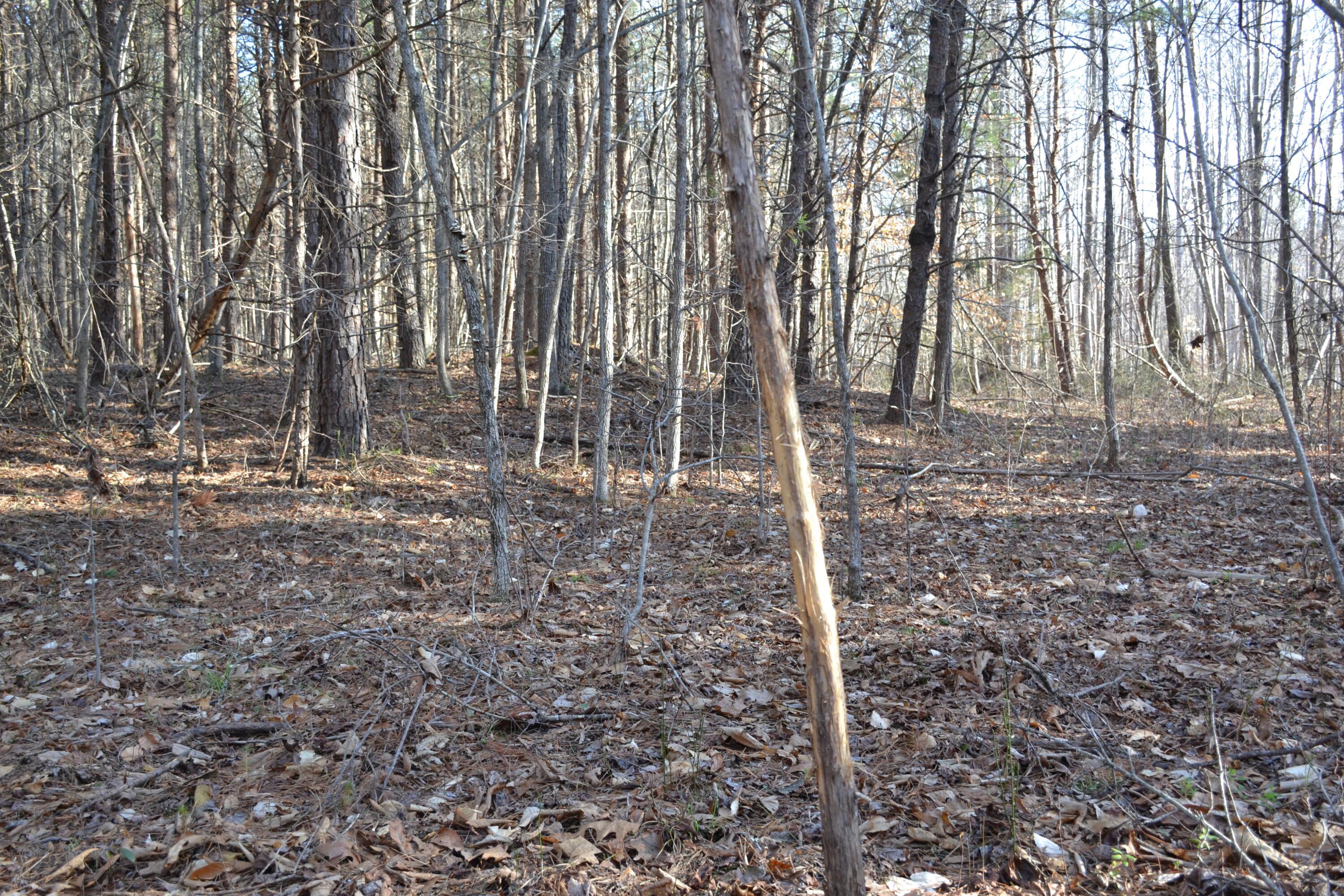 15796 East Gretna Road Gretna, VA 24557 - Photo 51 of 63 a backyard of a house with lots of green space