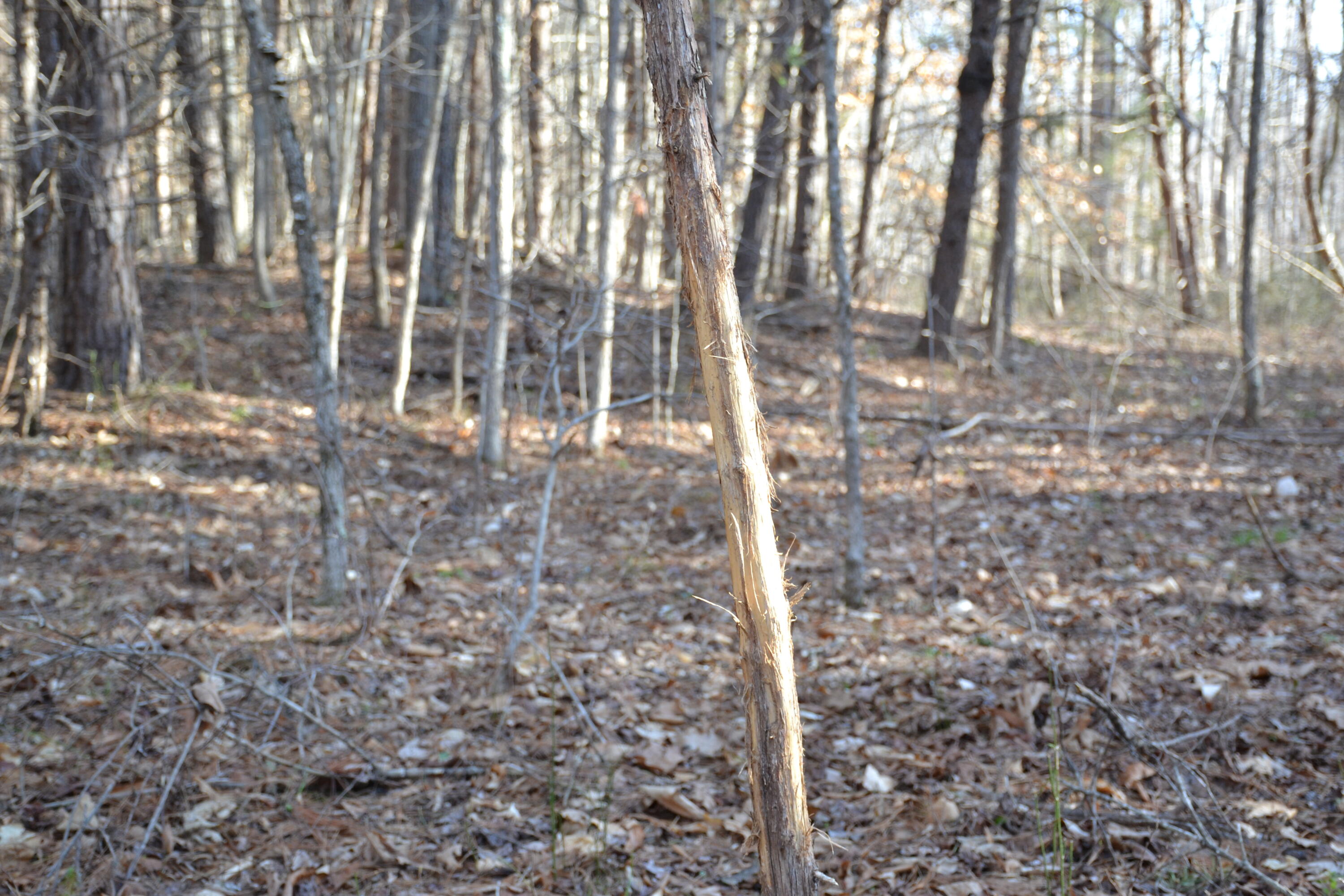 15796 East Gretna Road Gretna, VA 24557 - Photo 52 of 63 a backyard of a house with lots of green space