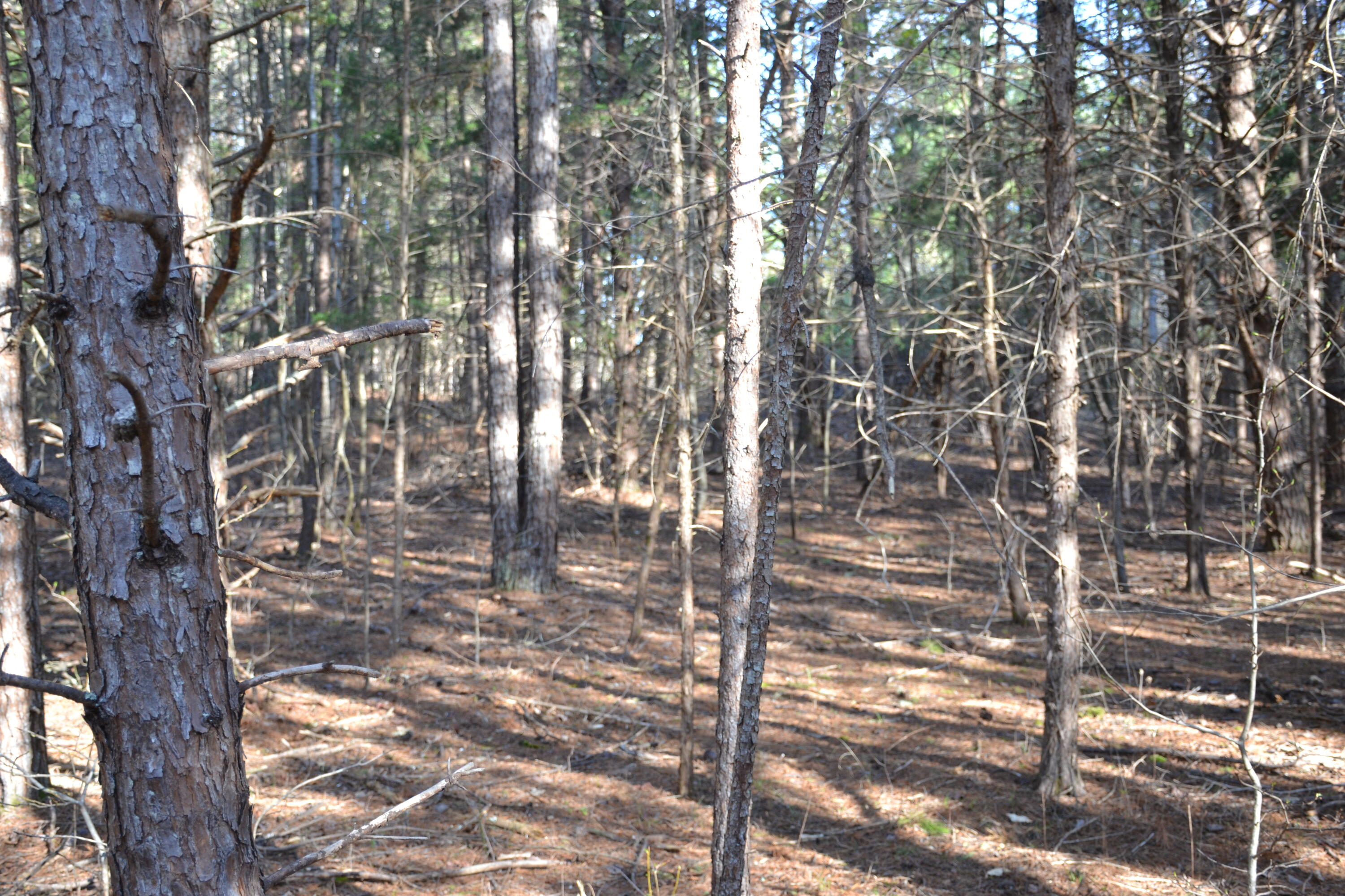 15796 East Gretna Road Gretna, VA 24557 - Photo 53 of 63 a backyard of a house with lots of green space