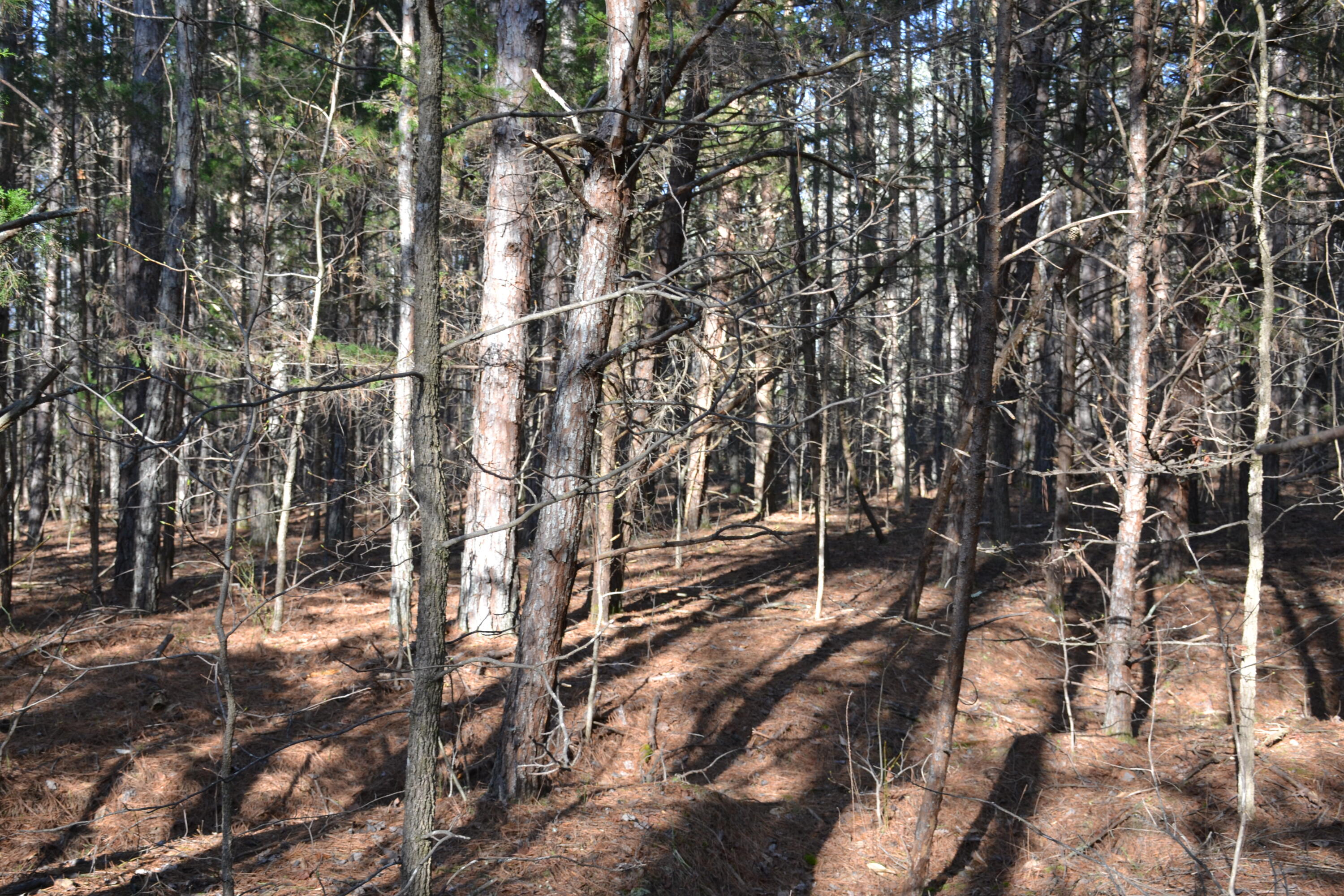 15796 East Gretna Road Gretna, VA 24557 - Photo 54 of 63 a view of yard