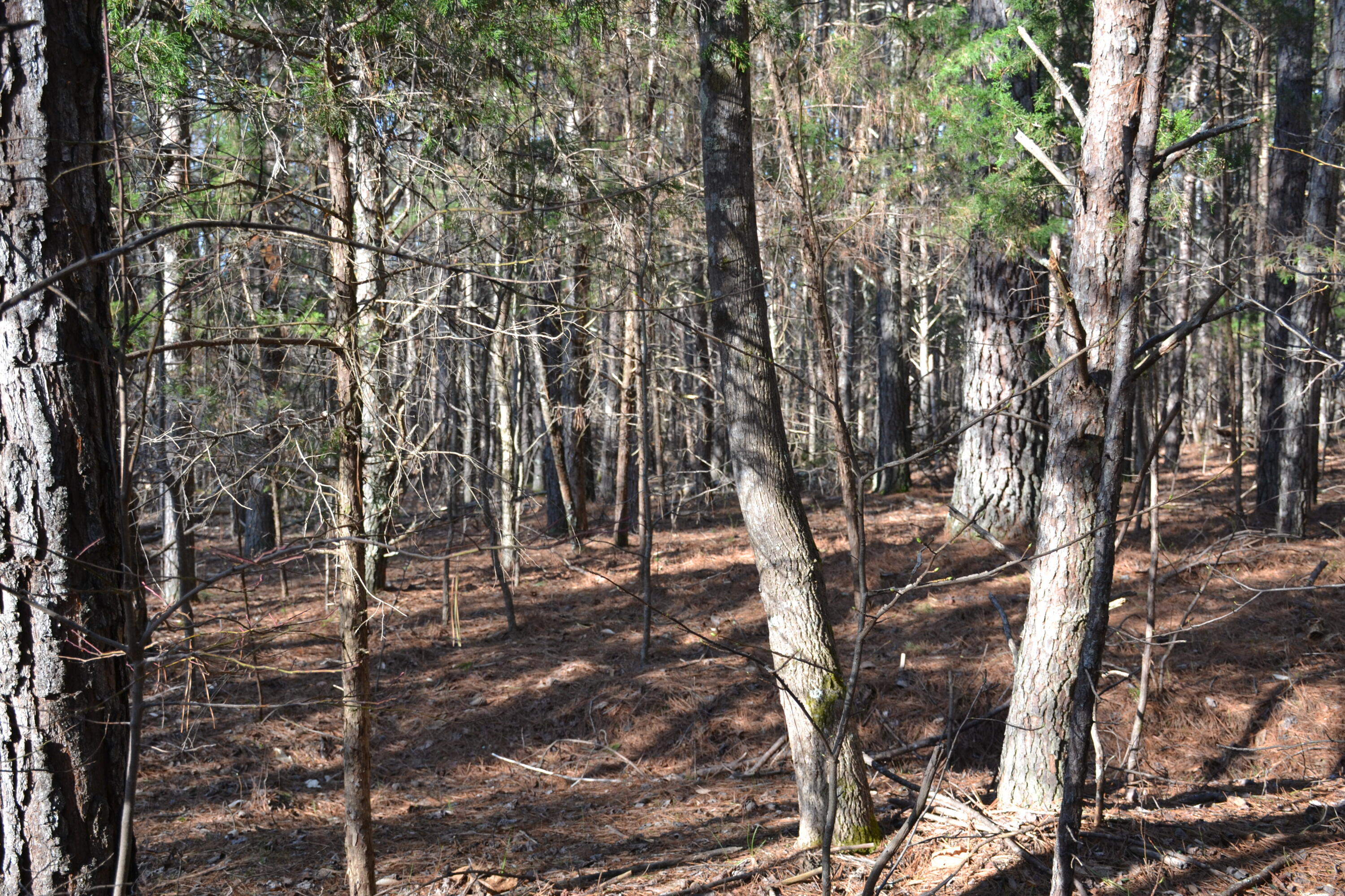 15796 East Gretna Road Gretna, VA 24557 - Photo 55 of 63 a backyard of a house with lots of trees