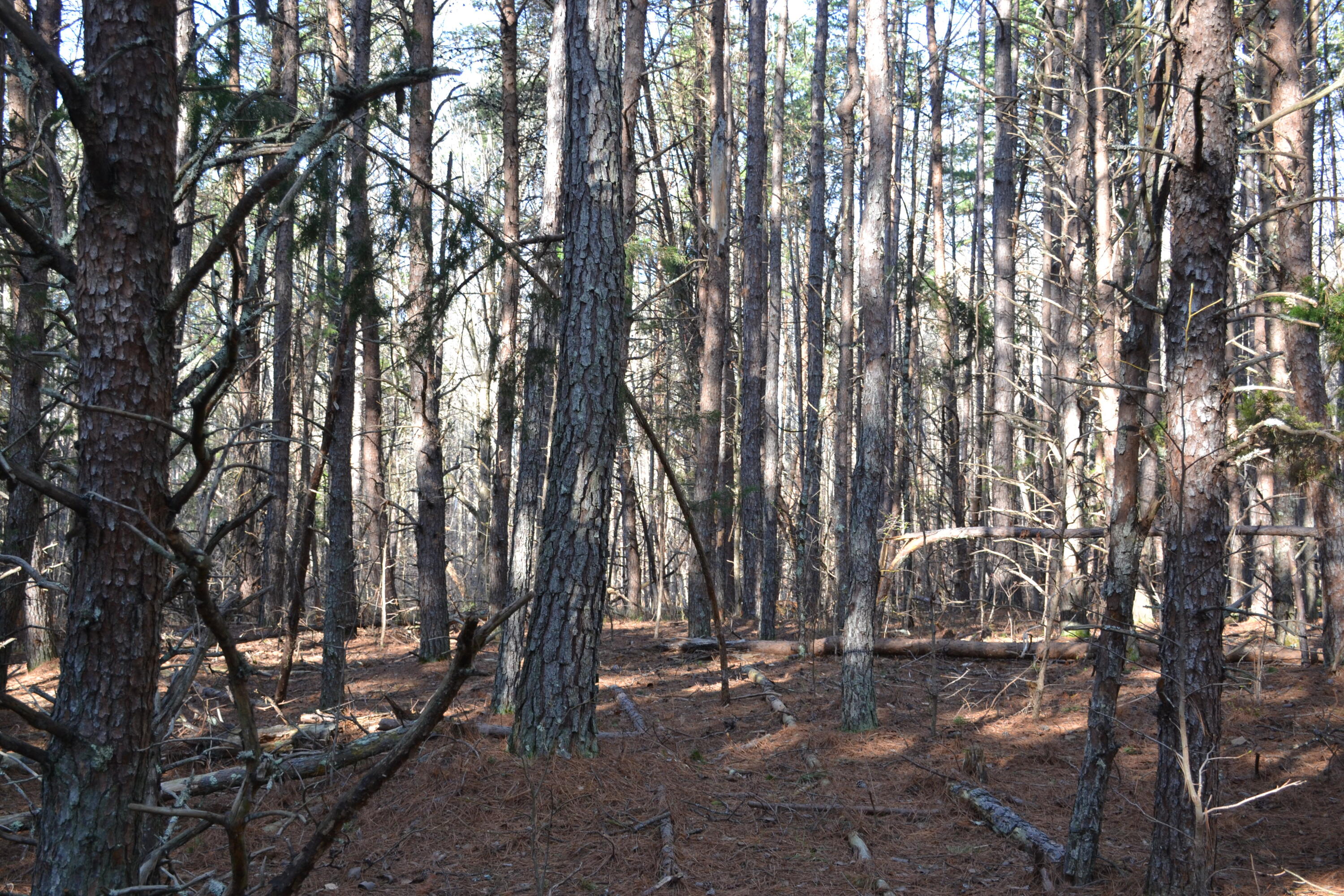 15796 East Gretna Road Gretna, VA 24557 - Photo 56 of 63 a backyard of a house with lots of trees