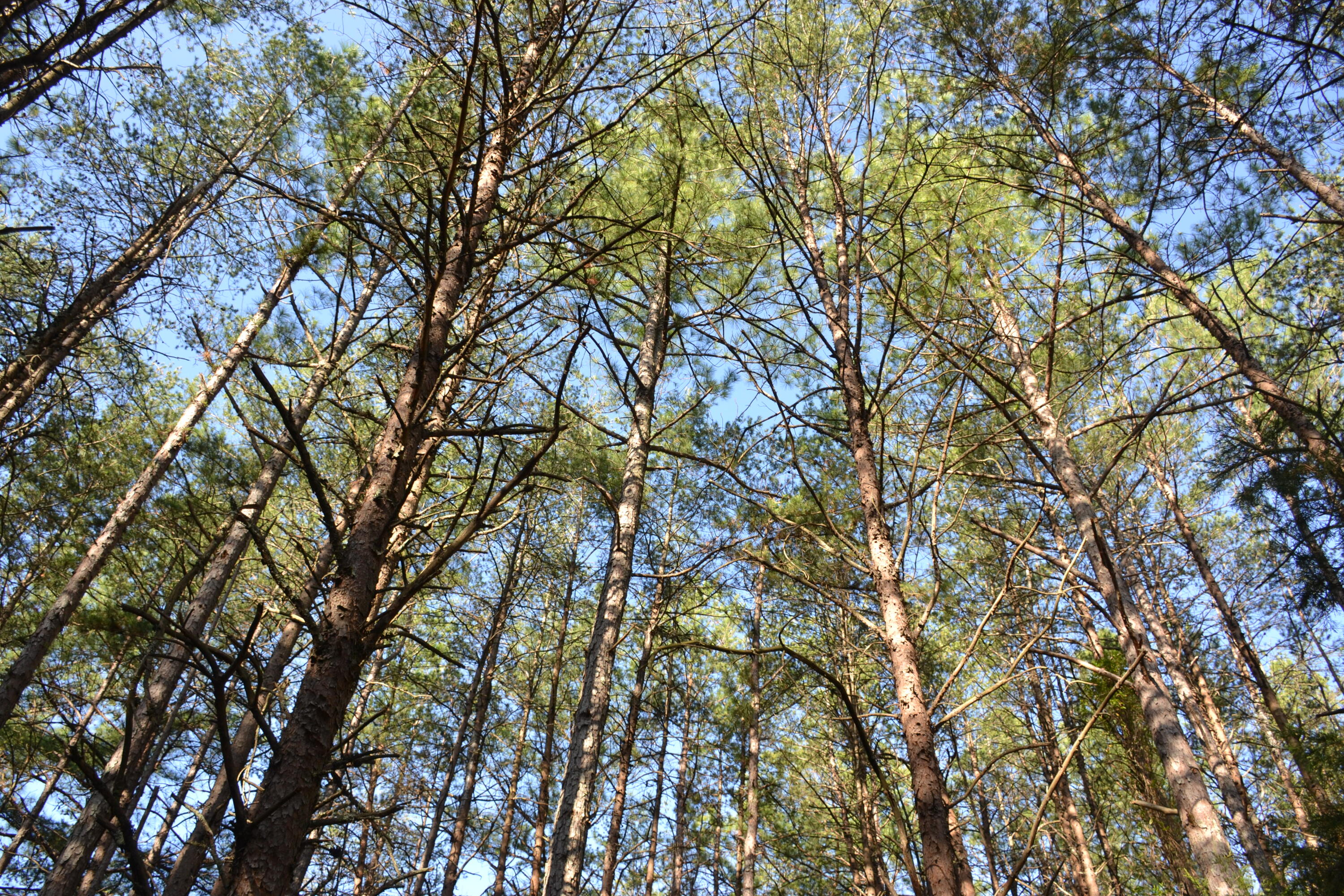 15796 East Gretna Road Gretna, VA 24557 - Photo 57 of 63 a backyard of a house