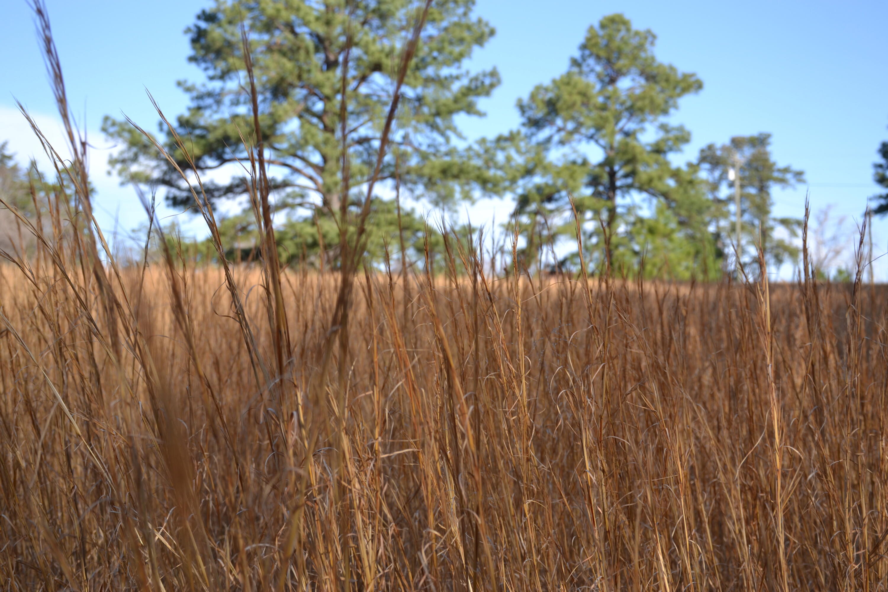 15796 East Gretna Road Gretna, VA 24557 - Photo 58 of 63 a view of a wooden fence