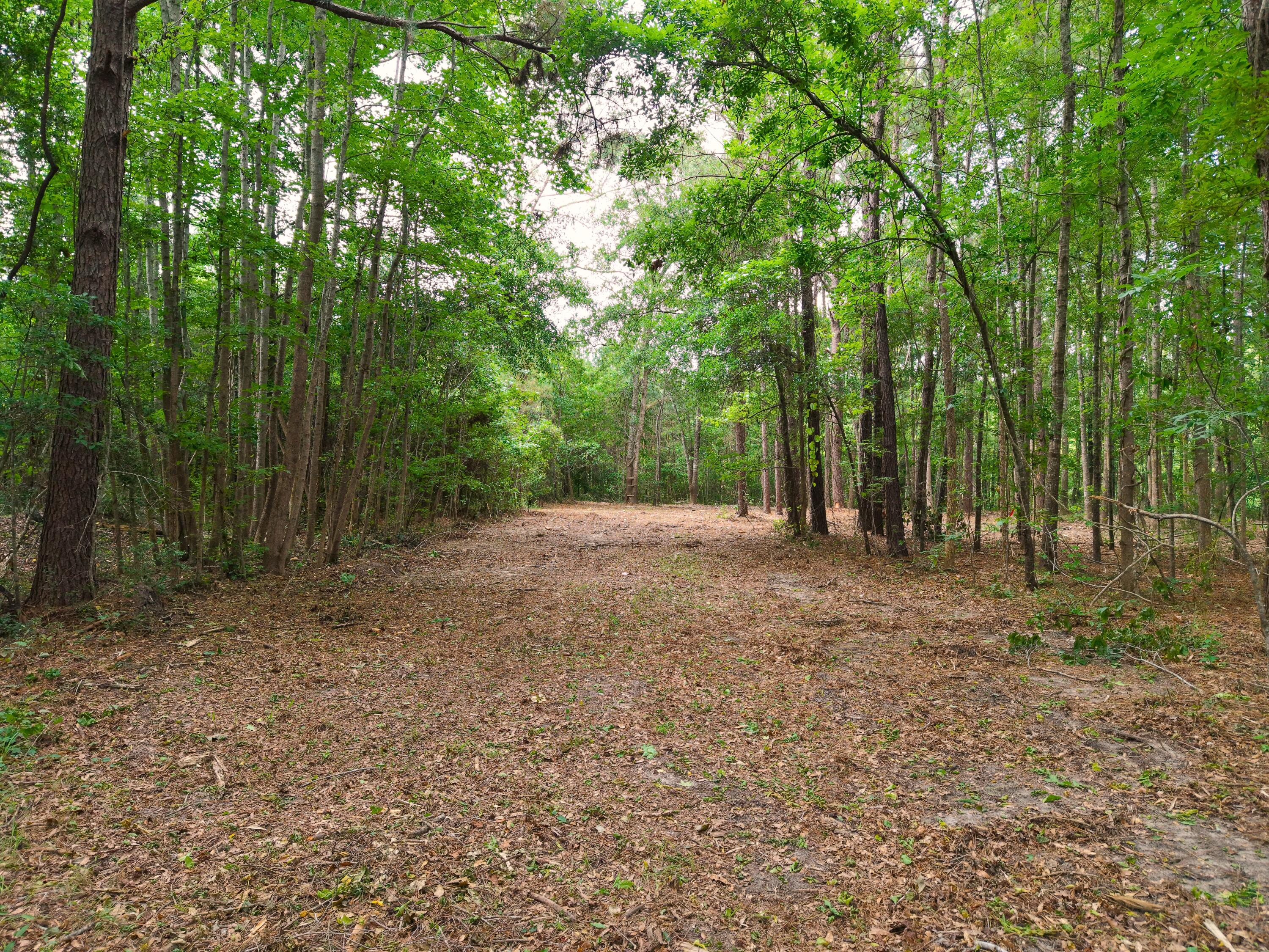0 Hickory Hill Road Green Pond, SC 29446 - Photo 15 of 20 DJI_20260527155108_0238_D