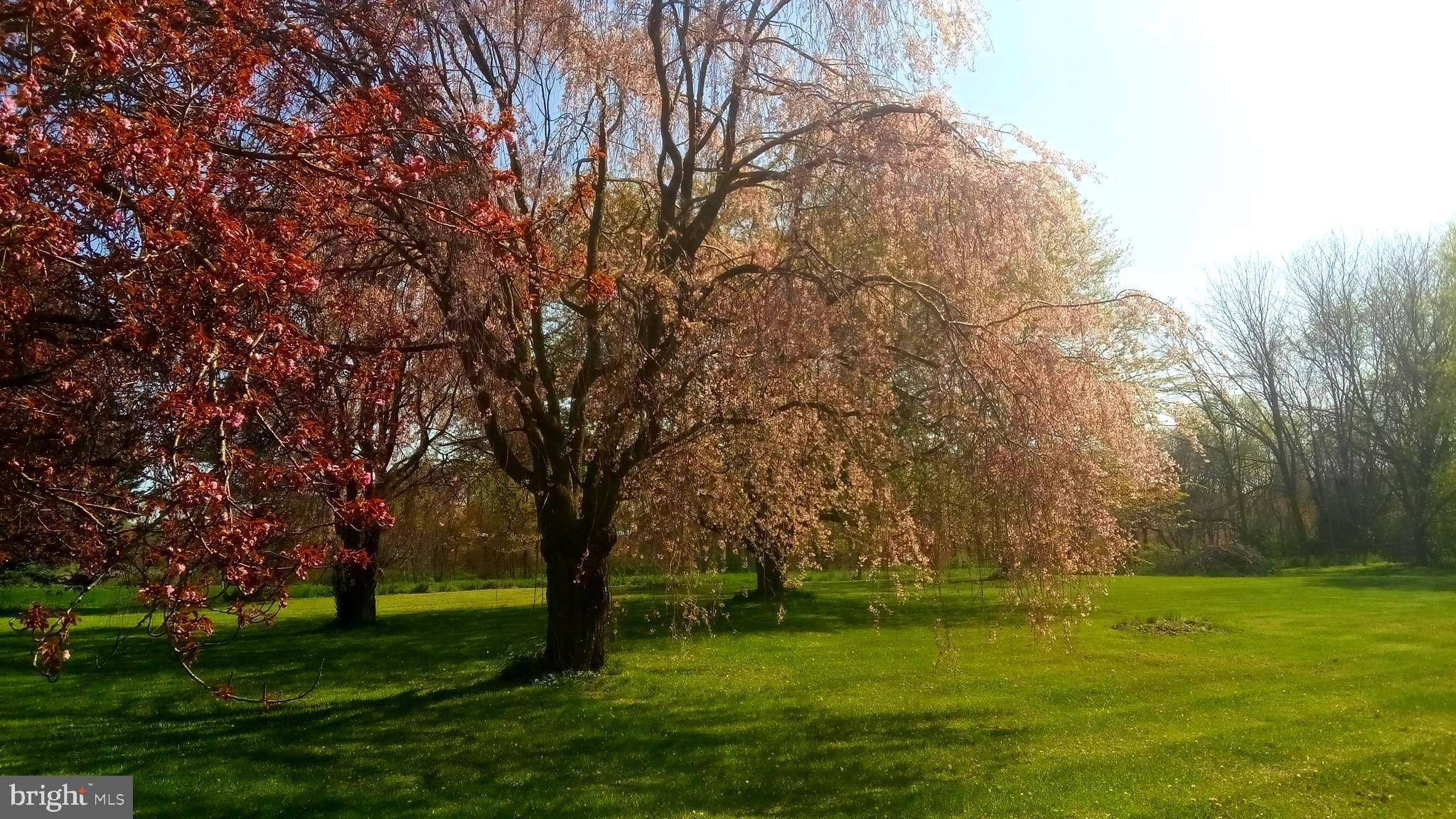 1099 Lees Bridge Road Nottingham, PA 19362 - Photo 25 of 32 Trees in bloom
