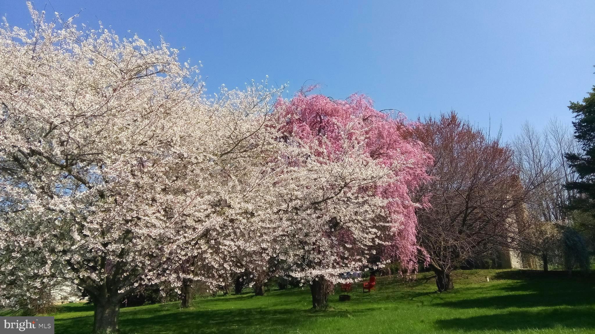 1099 Lees Bridge Road Nottingham, PA 19362 - Photo 27 of 32 Trees in bloom
