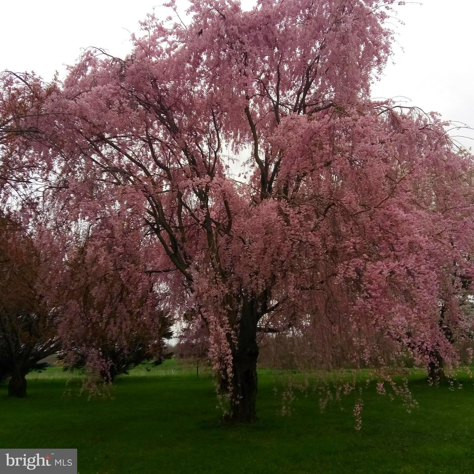 1099 Lees Bridge Road Nottingham, PA 19362 - Photo 31 of 32 Trees in bloom