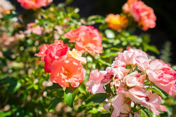 $339,900 | 32 White Herron Circle, Aiken, SC 29801