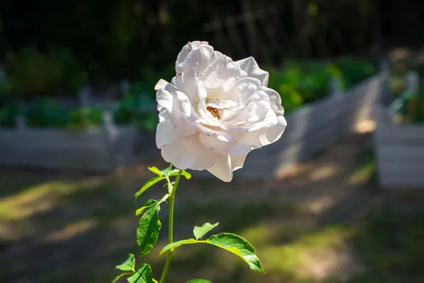 $339,900 | 32 White Herron Circle, Aiken, SC 29801