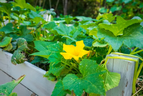 $339,900 | 32 White Herron Circle, Aiken, SC 29801