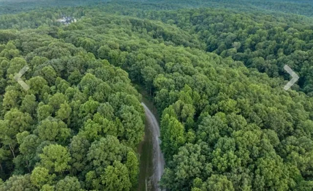 a view of a lush green forest