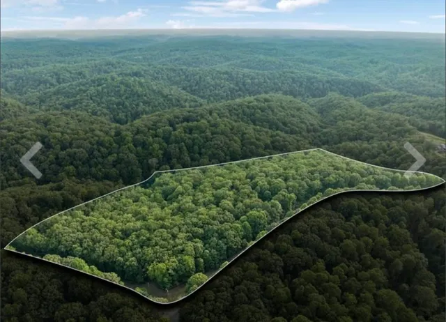 a view of a yard with plants
