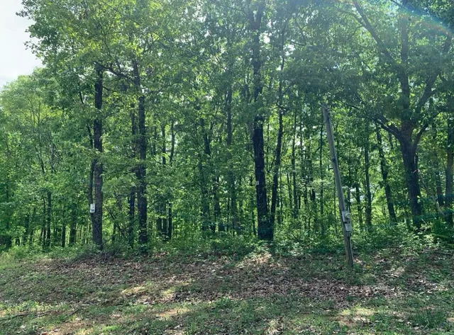 a big yard with lots of green space and fog