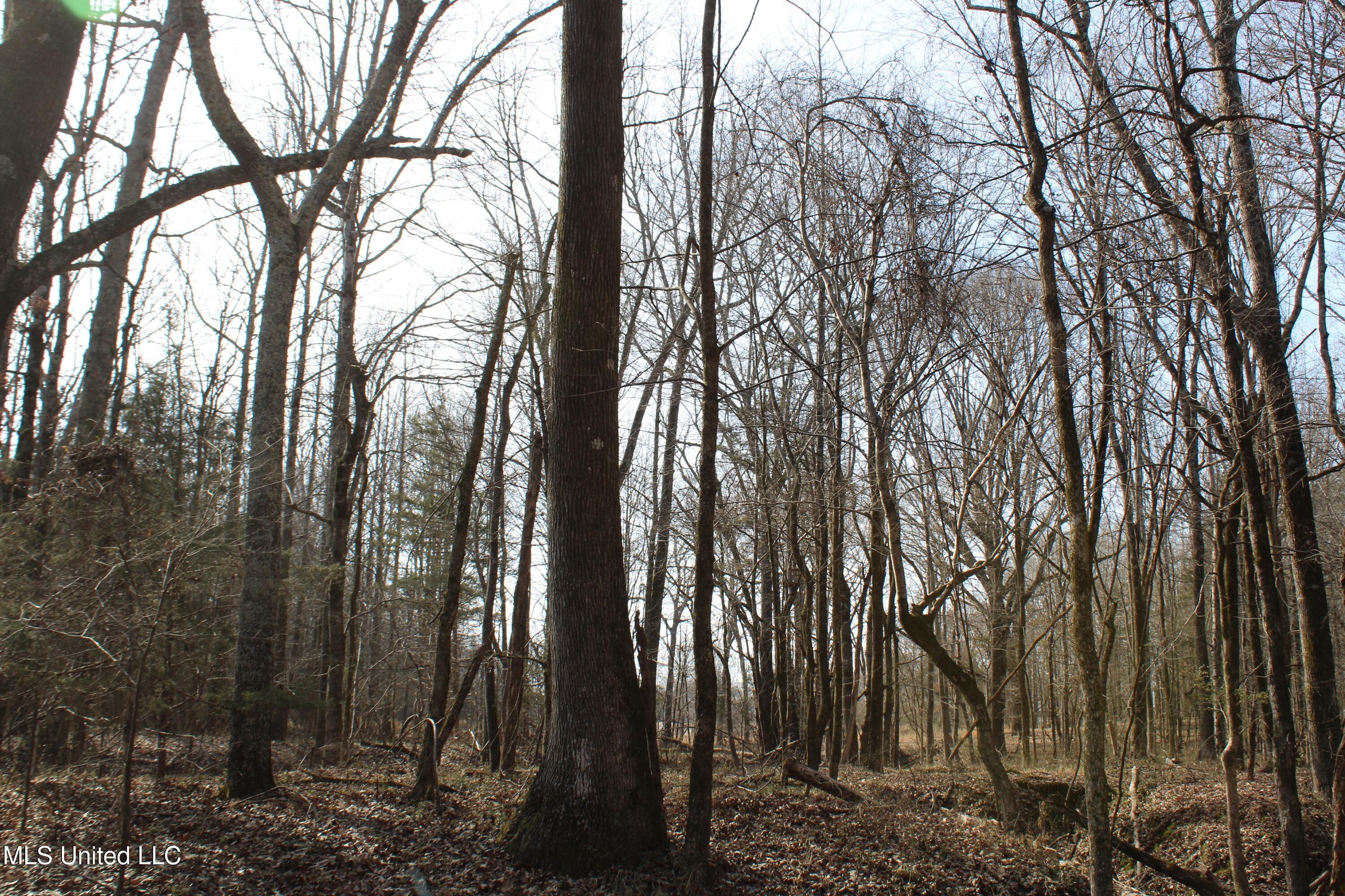 5 Hollow Crossing Cove Senatobia, MS 38668 - Photo 14 of 38 IMG_5559