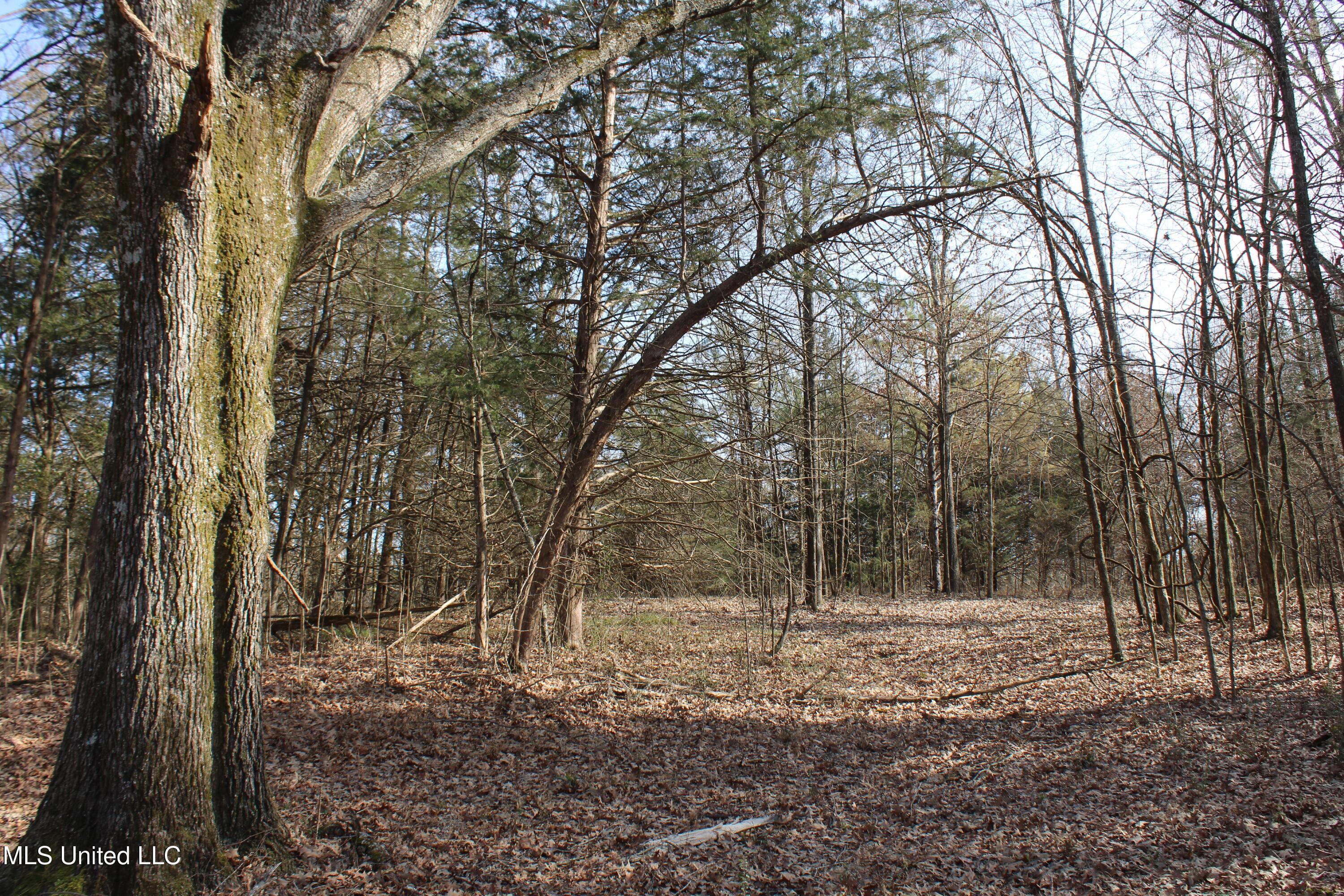 5 Hollow Crossing Cove Senatobia, MS 38668 - Photo 24 of 38 IMG_5570