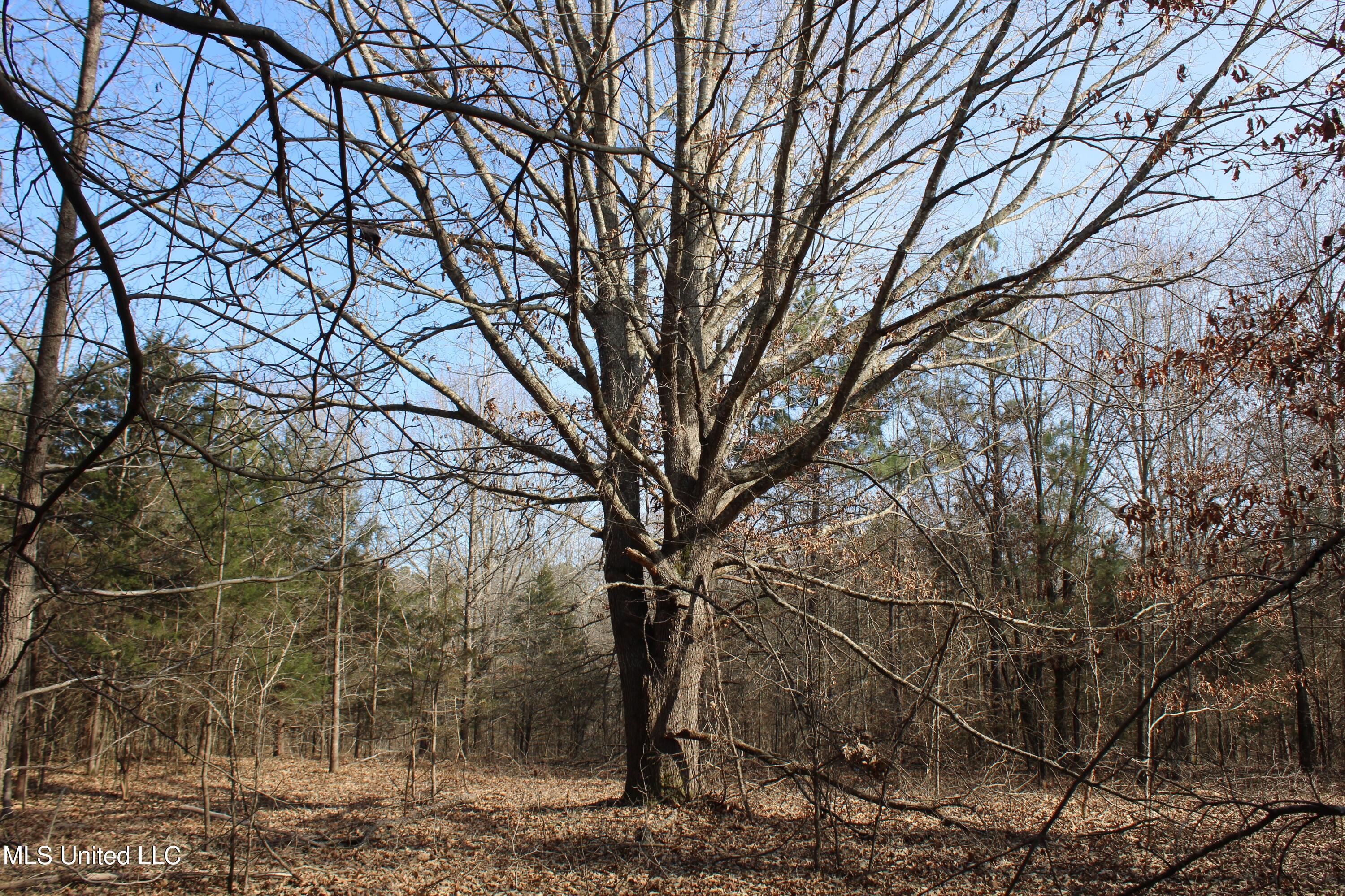 5 Hollow Crossing Cove Senatobia, MS 38668 - Photo 28 of 38 IMG_5574