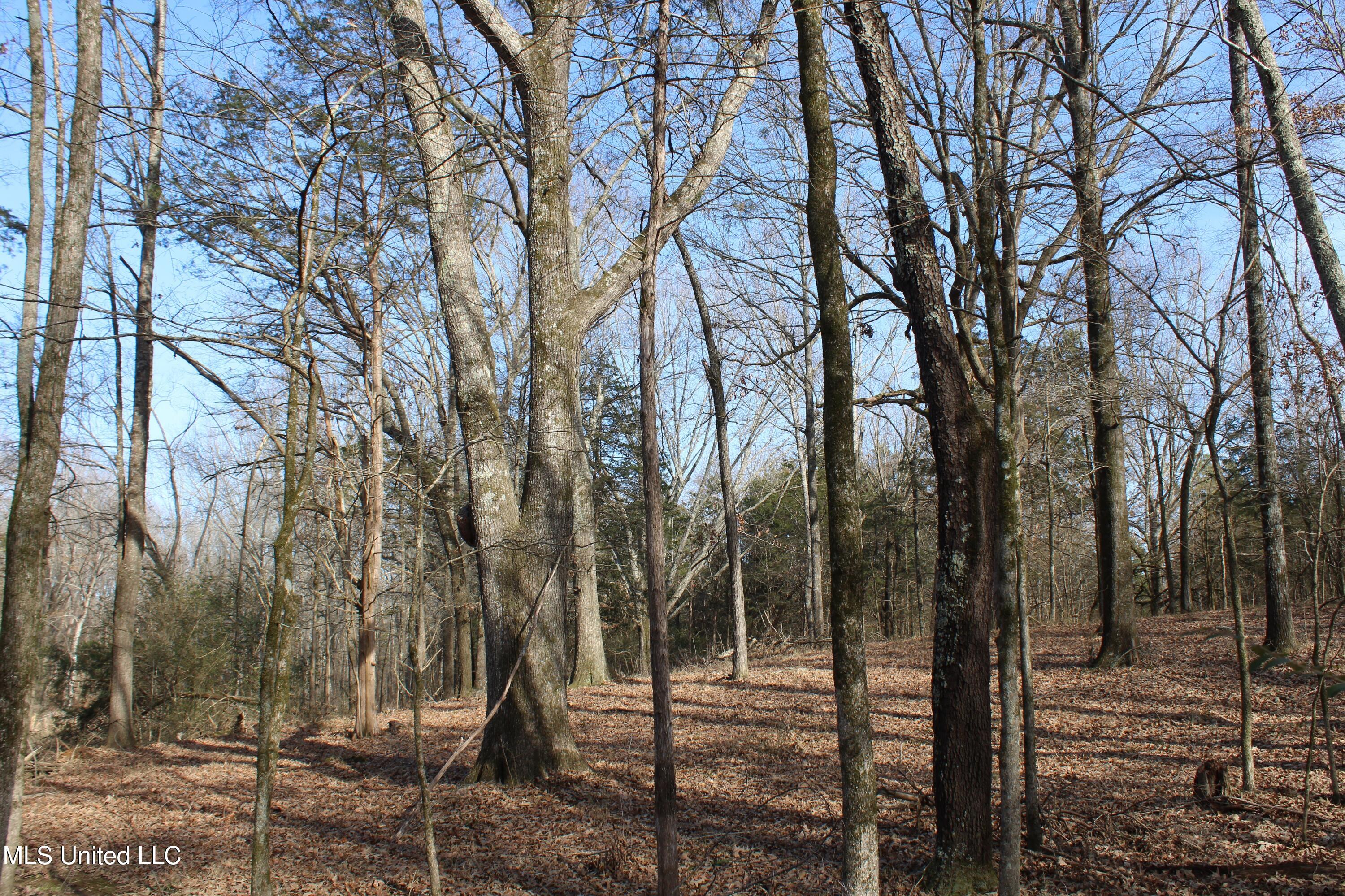5 Hollow Crossing Cove Senatobia, MS 38668 - Photo 35 of 38 IMG_5581