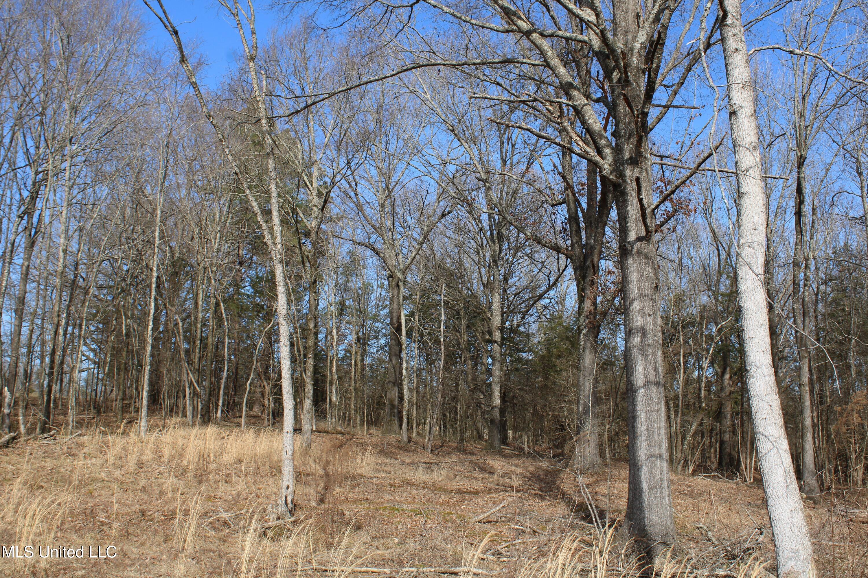 5 Hollow Crossing Cove Senatobia, MS 38668 - Photo 6 of 38 IMG_5550