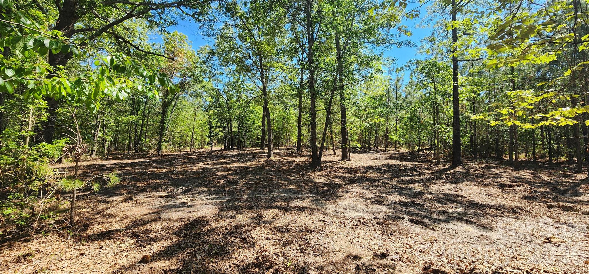 1050 McQueen Road Patrick, SC 29584 - Photo 16 of 48 a view of a forest with trees