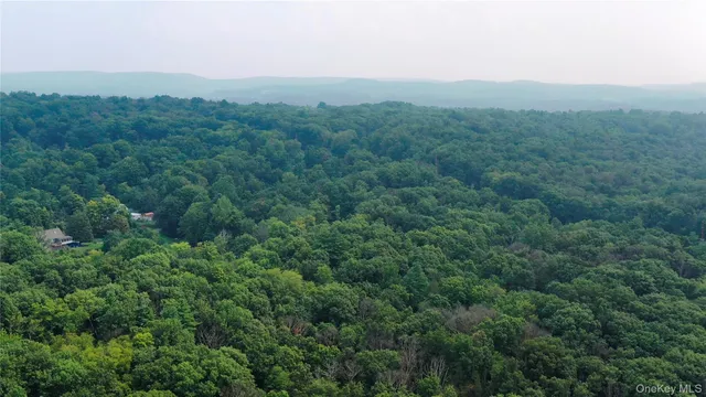 a view of a lush green forest with trees in the background