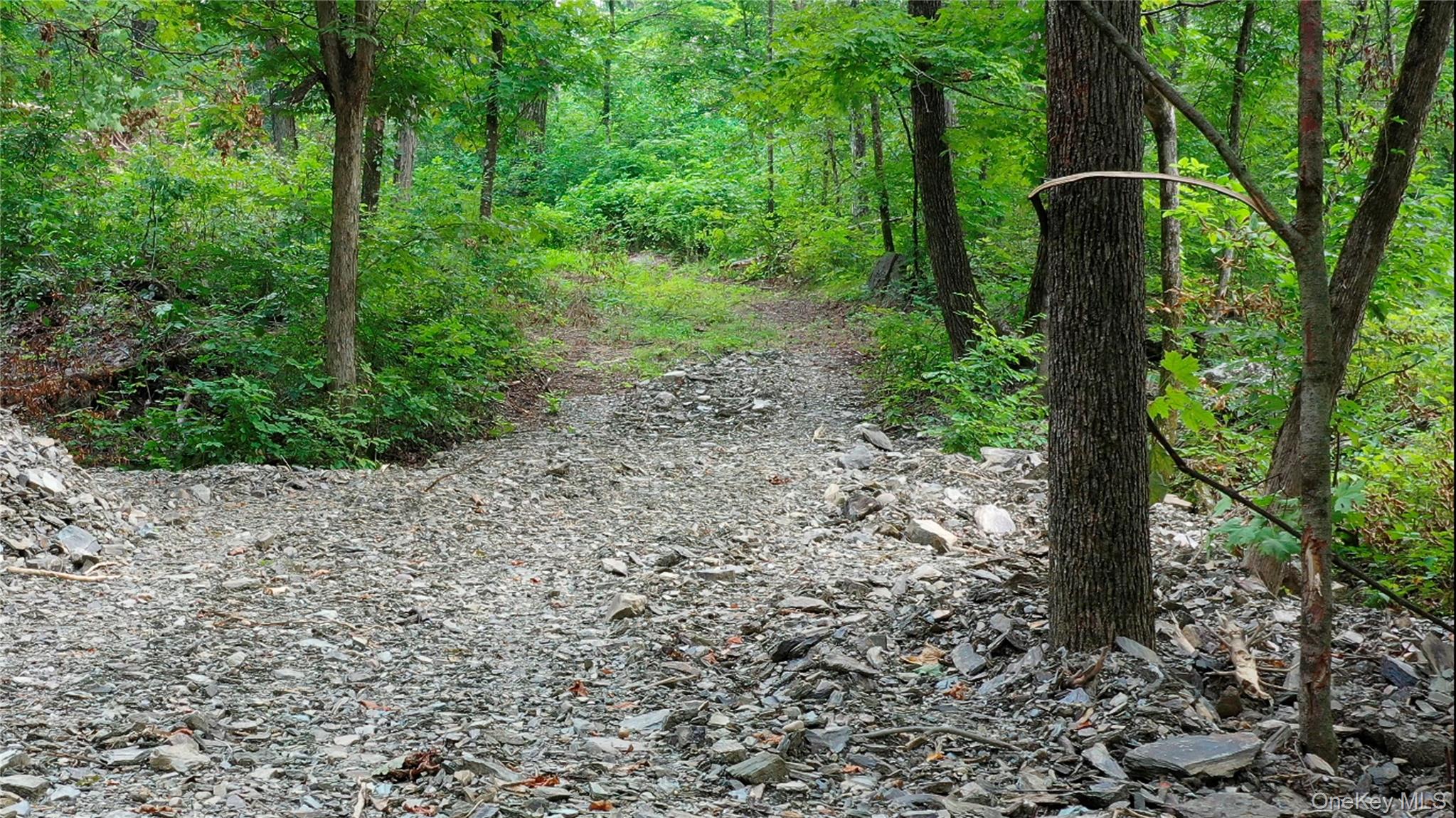 Creek Road Pleasant Valley, NY 12569 - Photo 5 of 18 a view of a yard with large trees