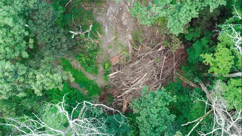 a plant is in a garden