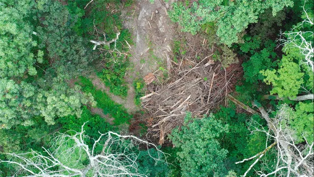 a plant is in a garden