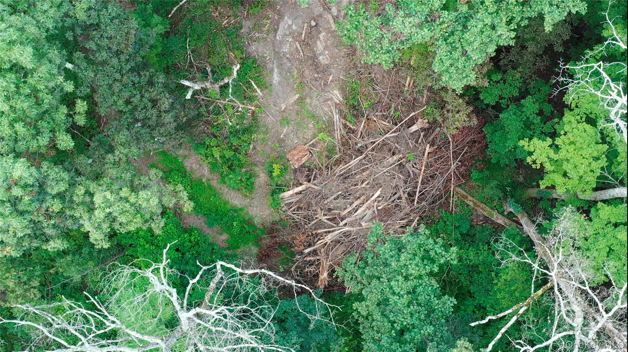 Creek Road Pleasant Valley, NY 12569 - Photo 6 of 18 a plant is in a garden