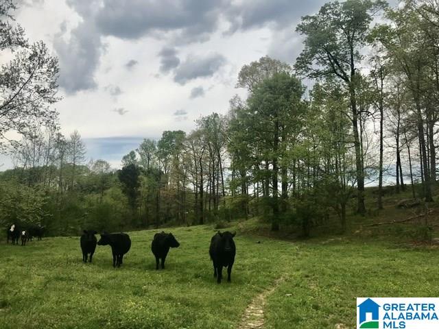 1241 Reneau Road Oneonta, AL 35121 - Photo 50 of 50