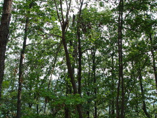 Main View