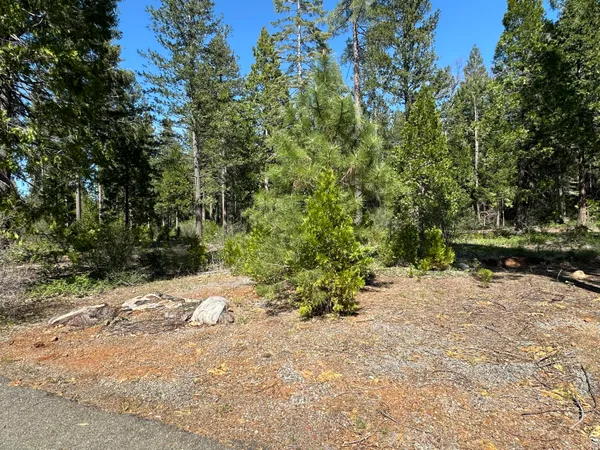 a pathway of a yard with a tree