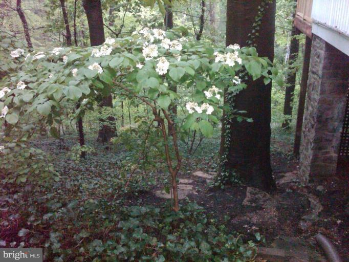 206 Longwood Road Baltimore, MD 21210 - Photo 8 of 24 Wooded View / Acreage