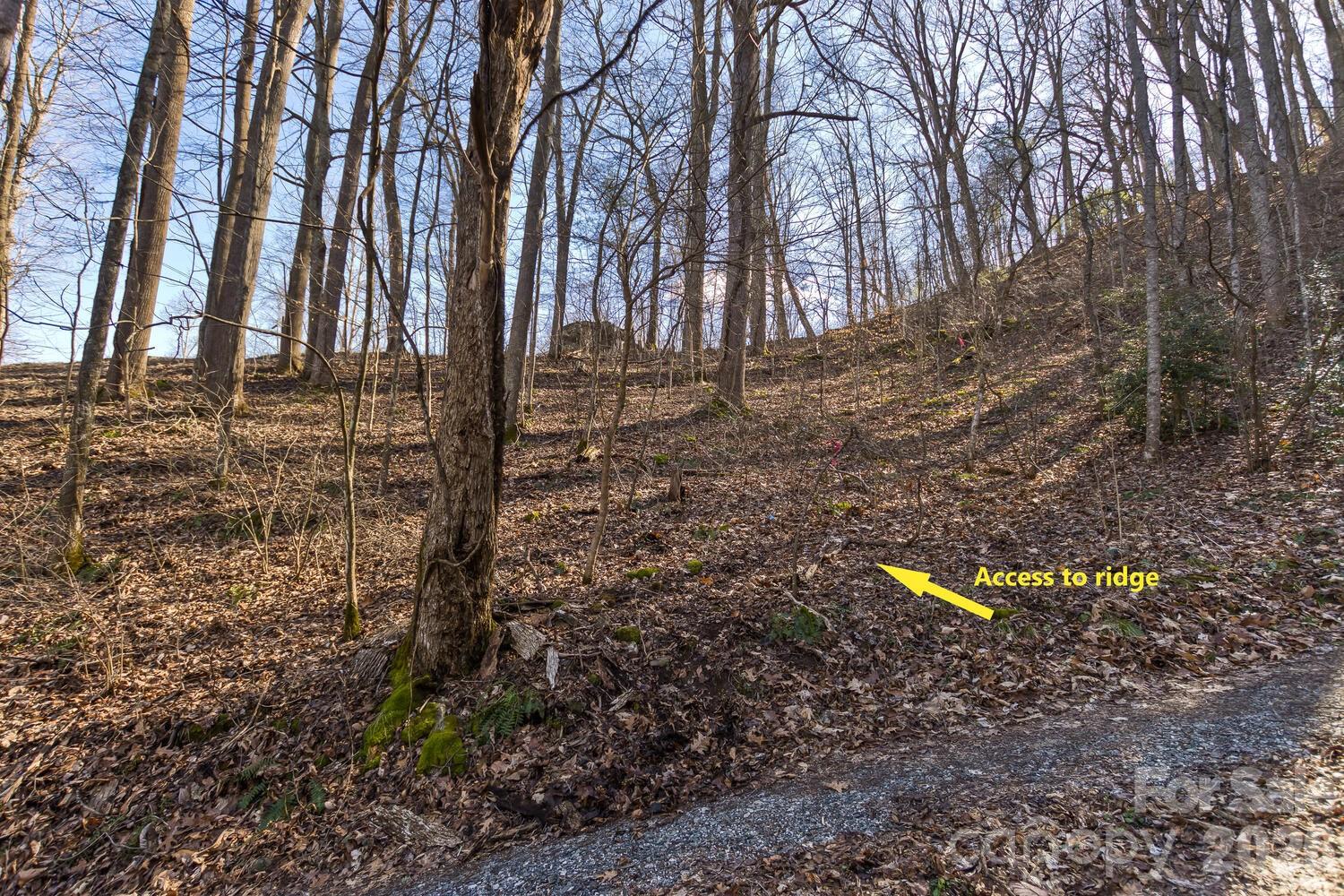 99999 Anderson Branch Road Marshall, NC 28753 - Photo 13 of 20 a view of a tree with a back yard