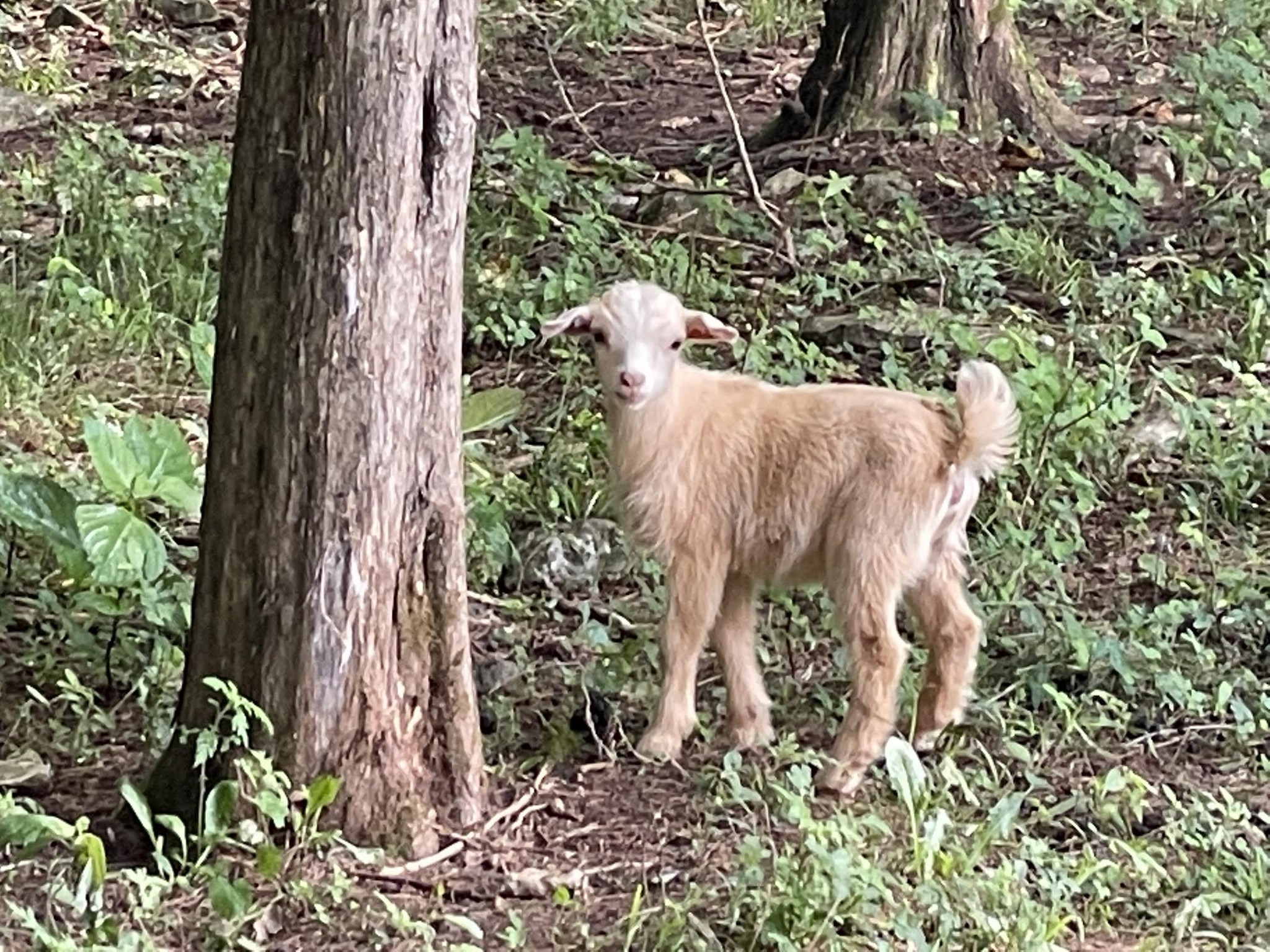 3161 Little Rock Road Eagleville, TN 37060 - Photo 46 of 56 a view of a yard