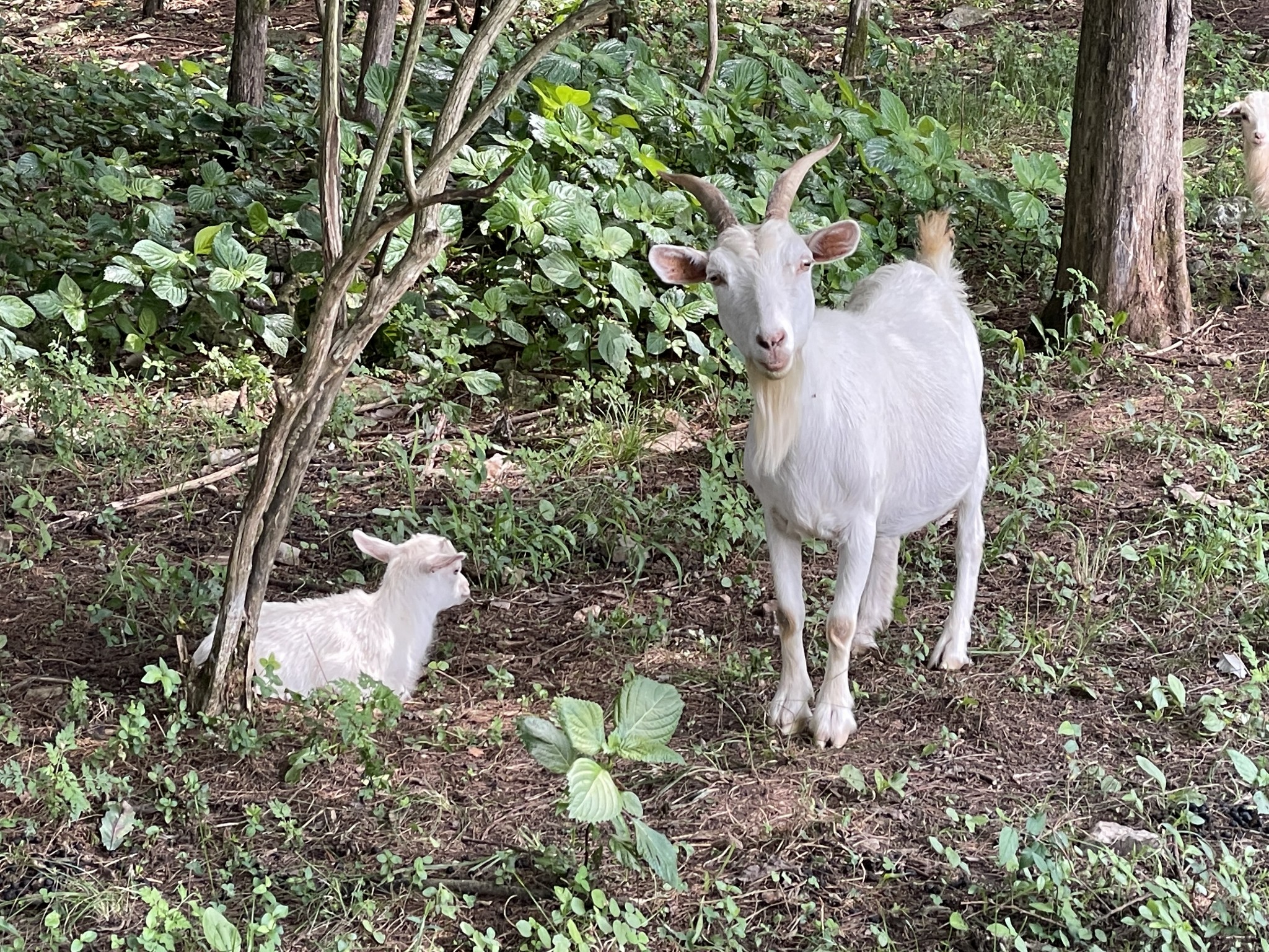 3161 Little Rock Road Eagleville, TN 37060 - Photo 47 of 56 3161 Little Rock Rd Eagleville, TN 37060
