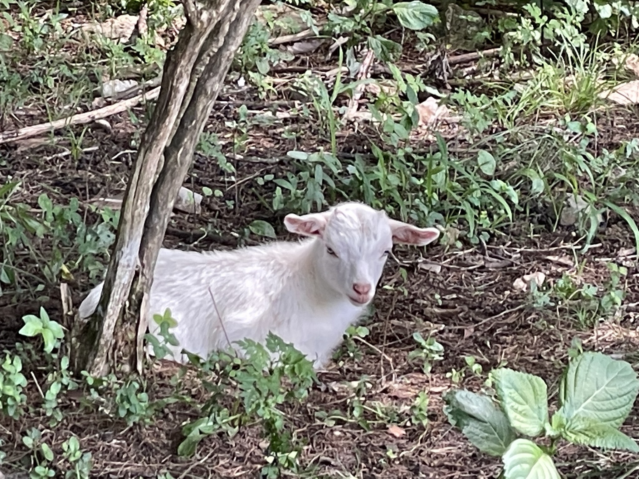 3161 Little Rock Road Eagleville, TN 37060 - Photo 48 of 56 3161 Little Rock Rd Eagleville, TN 37060