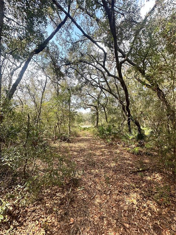 a view of a yard with a tree
