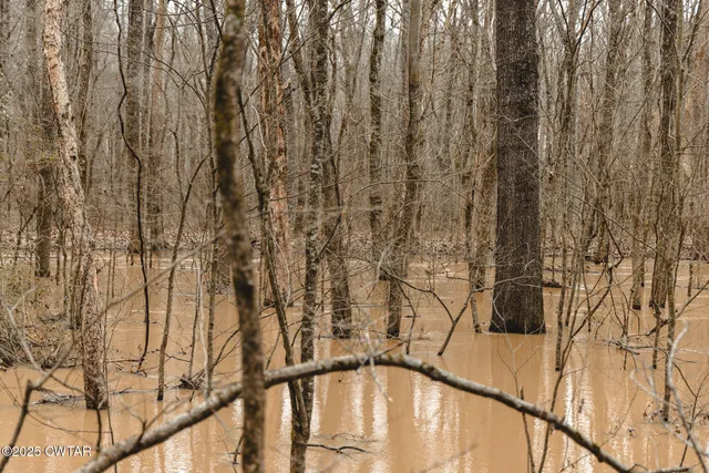 a view of a yard with trees