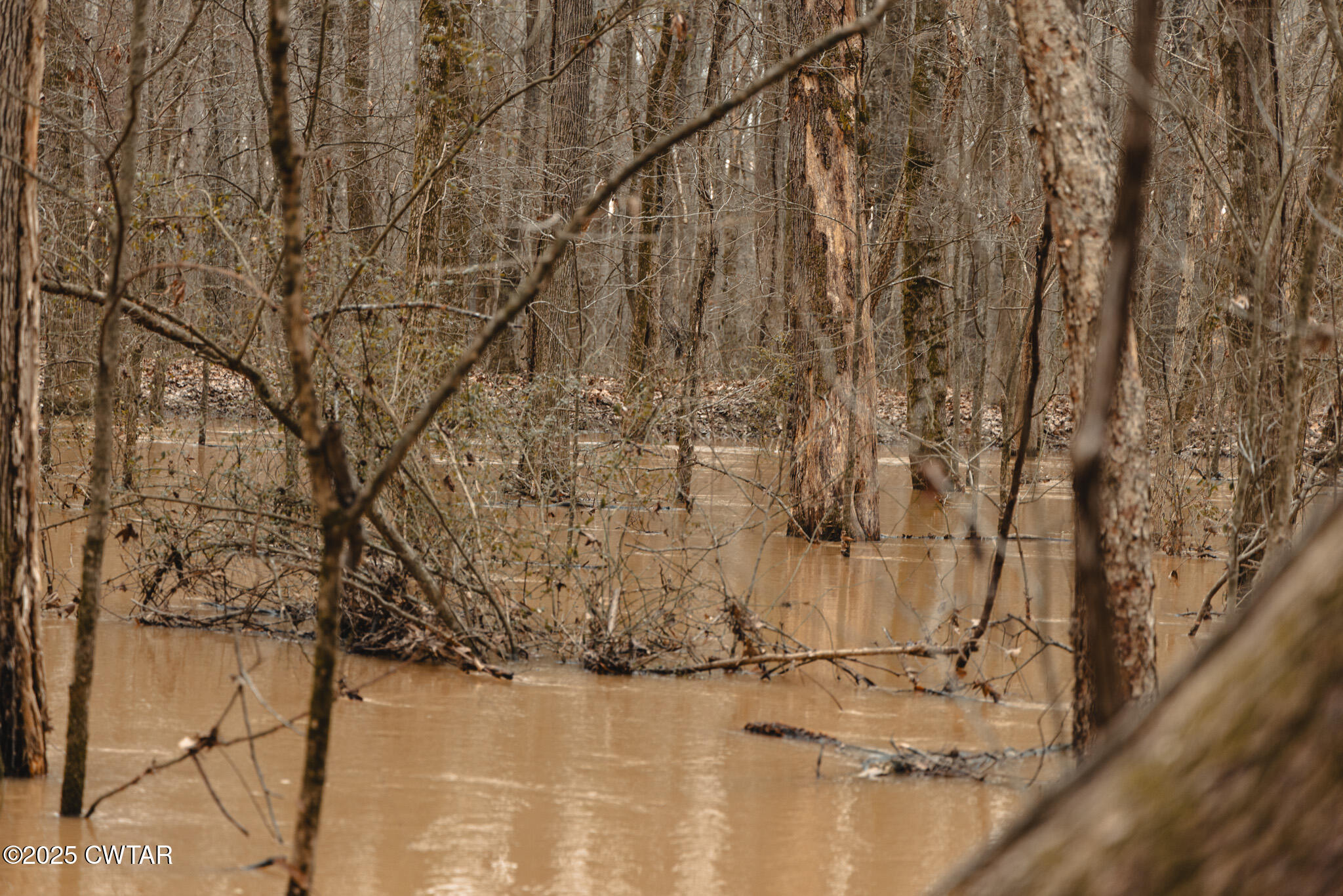 0 Etheridge Levee Road Sharon, TN 38255 - Photo 15 of 37 a picture of trees