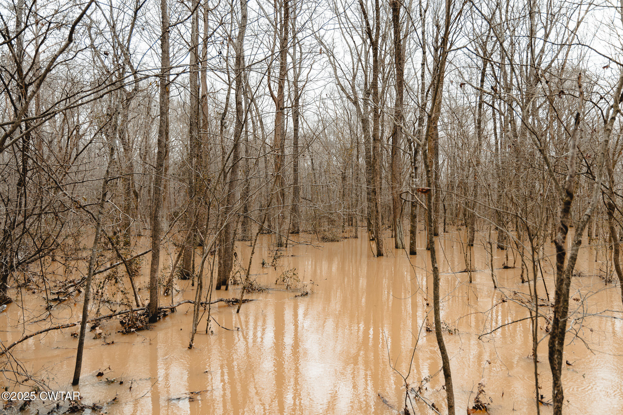 0 Etheridge Levee Road Sharon, TN 38255 - Photo 16 of 37 a view of a yard with trees