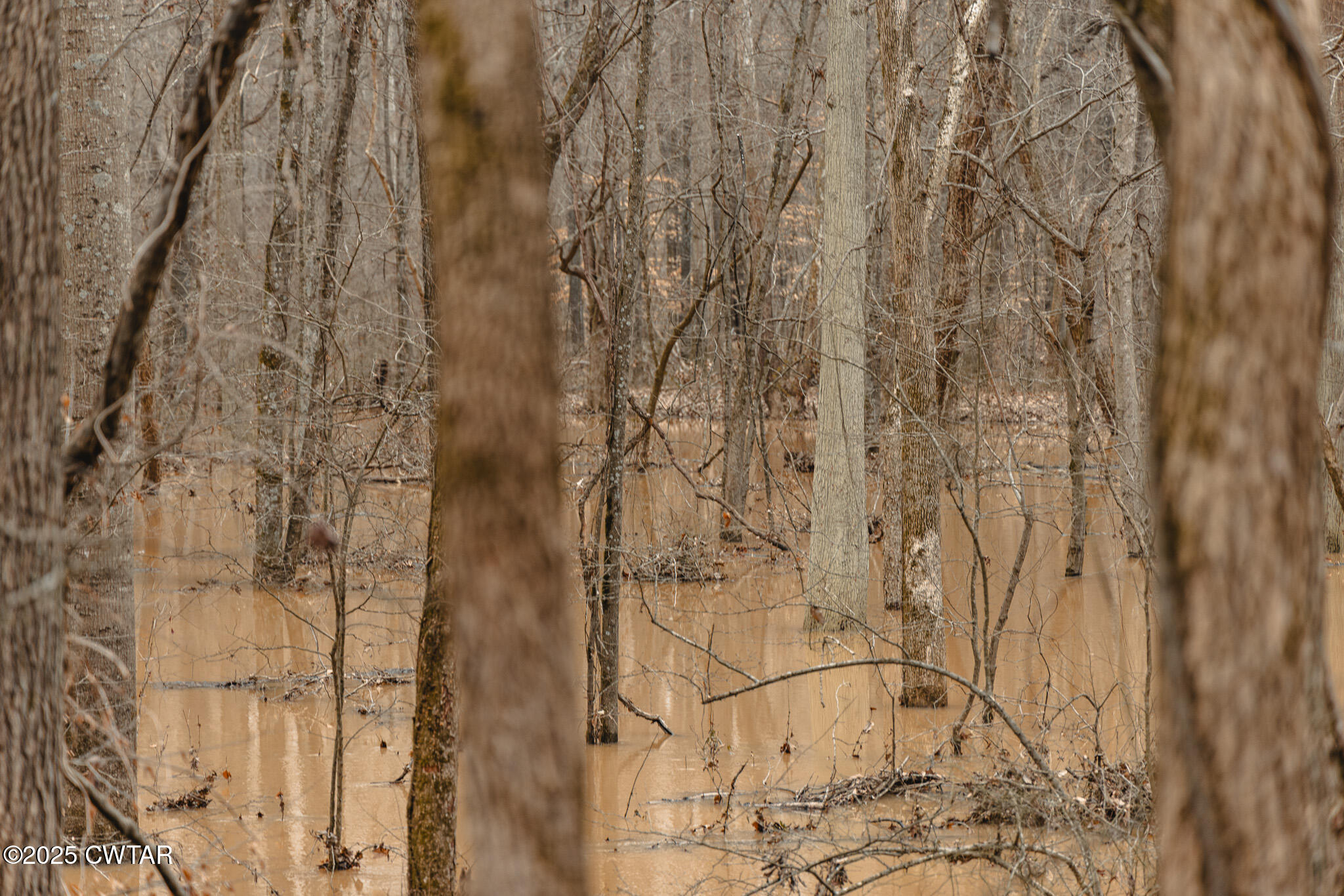 0 Etheridge Levee Road Sharon, TN 38255 - Photo 19 of 37