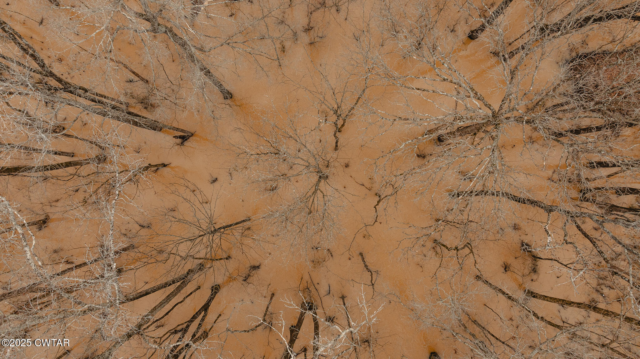 0 Etheridge Levee Road Sharon, TN 38255 - Photo 2 of 37