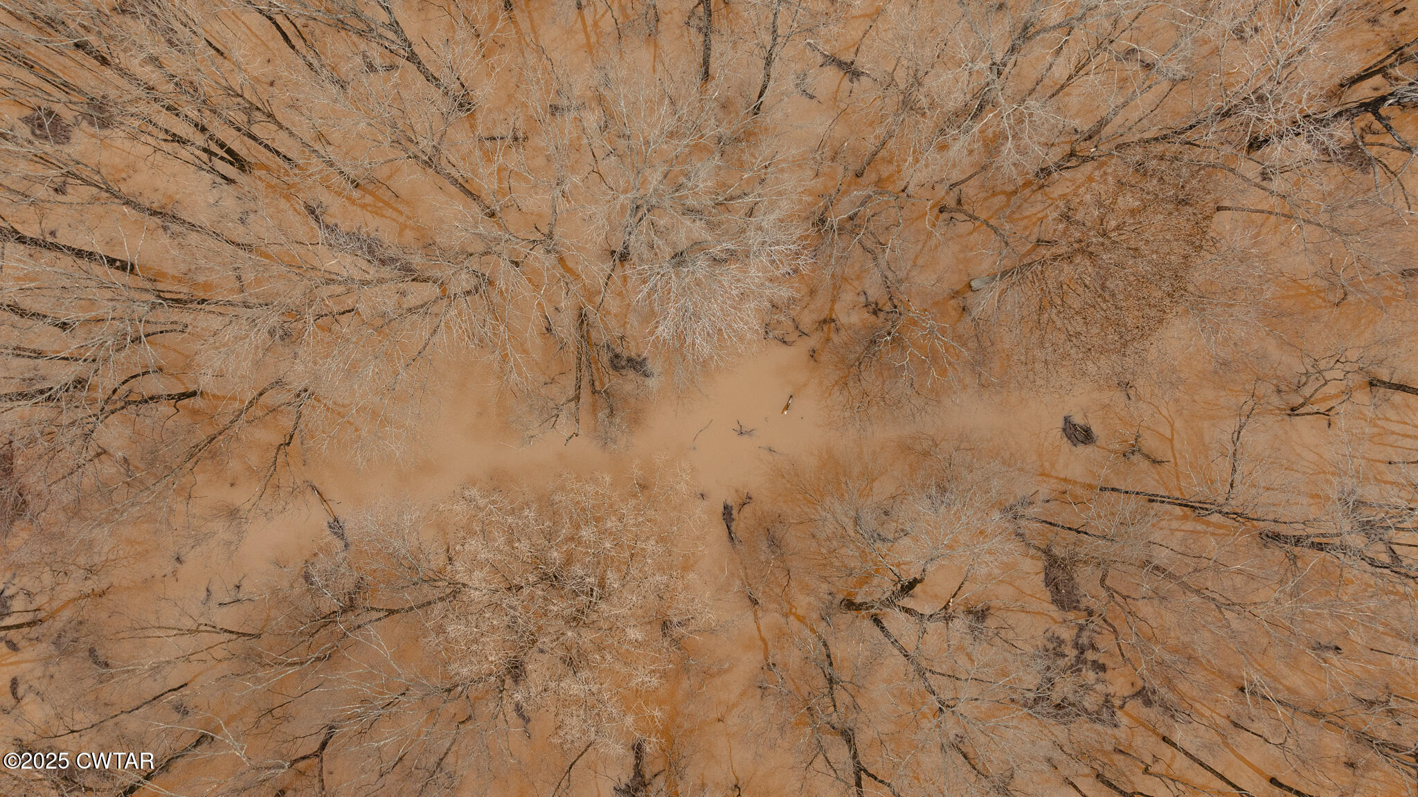 0 Etheridge Levee Road Sharon, TN 38255 - Photo 3 of 37 a view of a yard